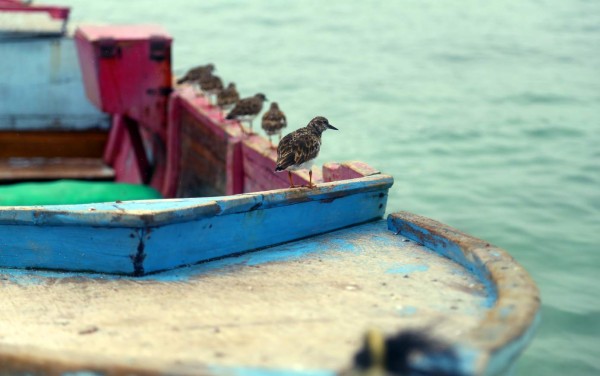 Cayos Cochinos, islas que seducen y relajan