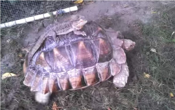 Video: Tortuga lleva a lagartija a dar un paseo