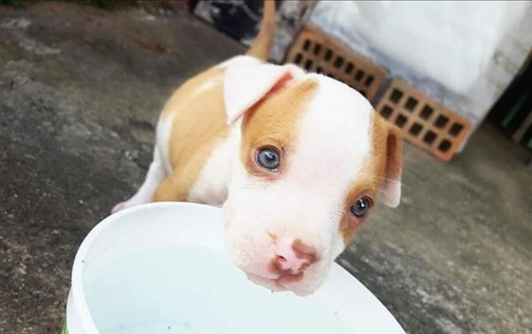 Día Internacional del perro: Cibernautas comparten fotografías de sus mascotas