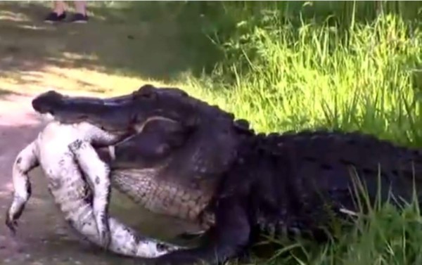 Un cocodrilo hambriento se come a otro de su misma especie