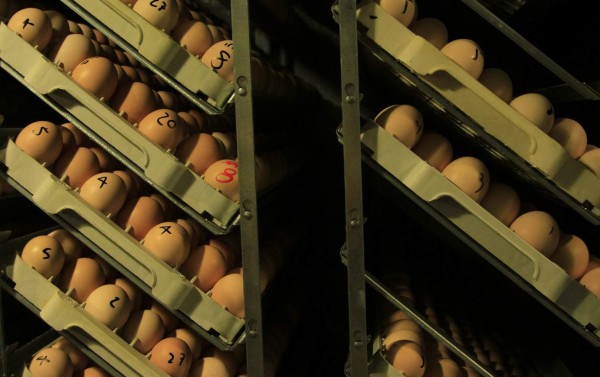 Avicultores celebrarán el Día Mundial del Huevo