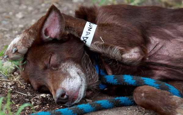 Costa Rica aprueba ley que castiga con cárcel maltrato de animales domésticos