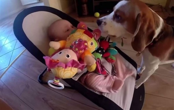 Video: Perro se 'disculpa” con una bebé por robarle su juguete  