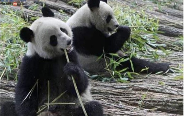China prohíbe usar osos panda como adivinos en el Mundial