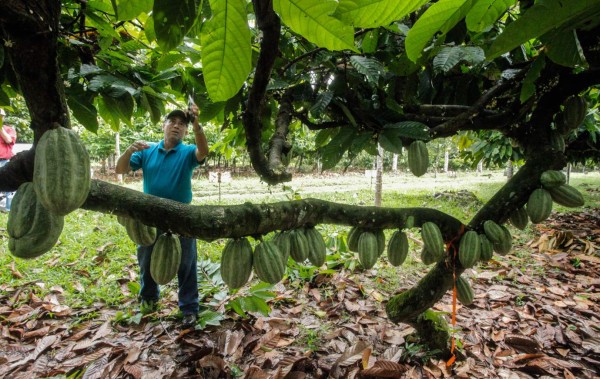Cacaoteros le apuestan a sistemas agroforestales para su desarrollo