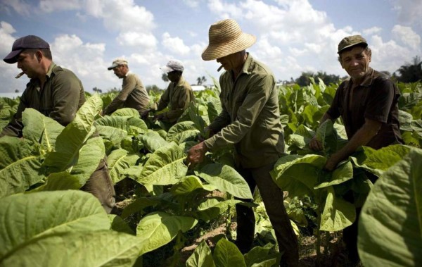 El agro cubano crece en 17.6%