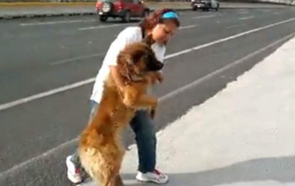 Video: Arriesga su vida para rescatar a perro en autopista