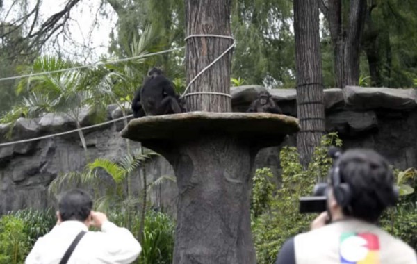 Familia de chimpancés llega a Guatemala