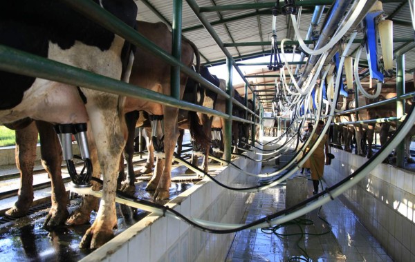 Impulsan industria de la leche en Intibucá con entrega de ganado