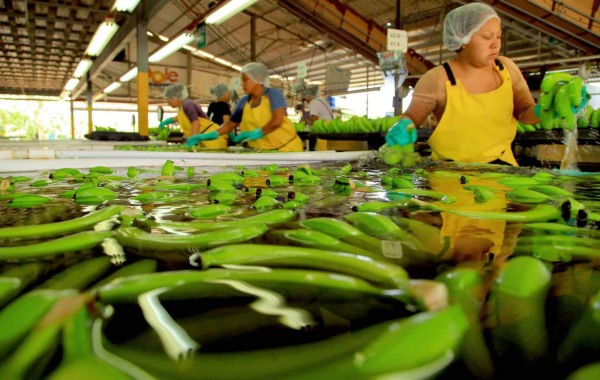 Bananeros hondureños obtienen mejores precios