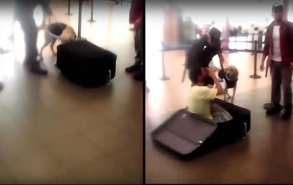 Hombre intentó viajar dentro de una maleta