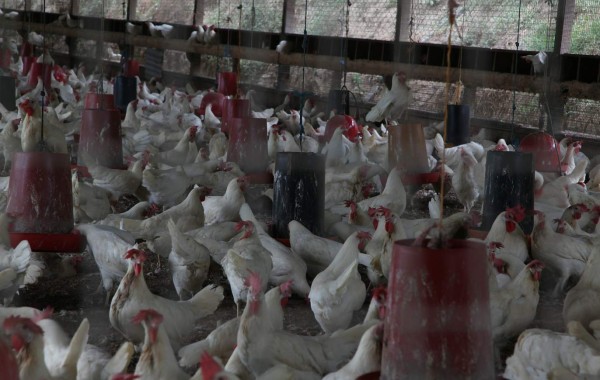 Honduras con ventaja en productos avícolas