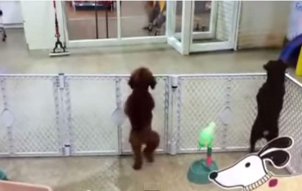 El perro bailarín ya es viral en las redes sociales. Foto YouTube.