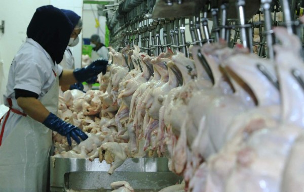 Sector avícola prevé crecimiento en exportaciones de huevo y pollo