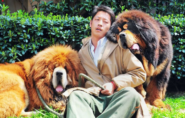 Millonario paga casi $ 2 millones por un perro mastín tibetano en China