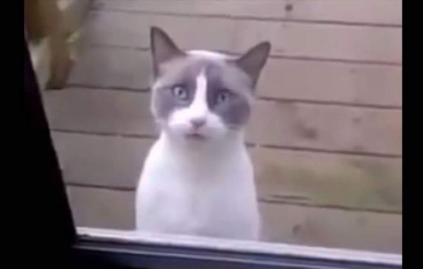 Video: Gato que habla con su dueña se vuelve viral en Internet