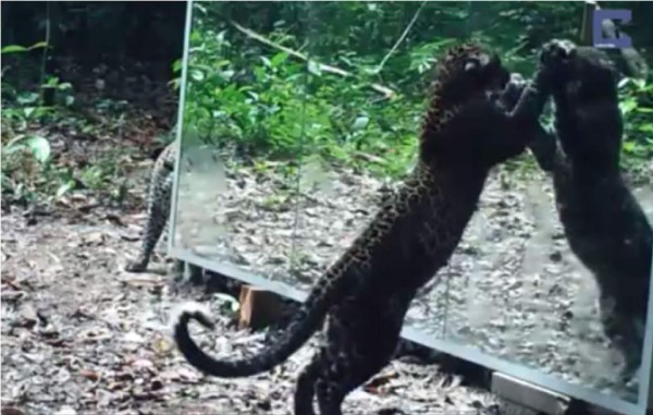 Esto es lo que pasa cuando los animales se ven ante un espejo