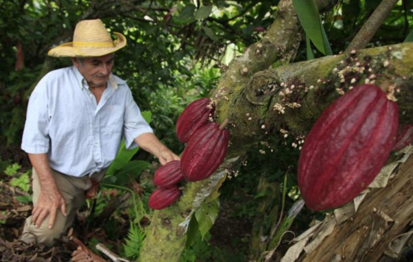 Buscan elevar producción de cacao en Honduras