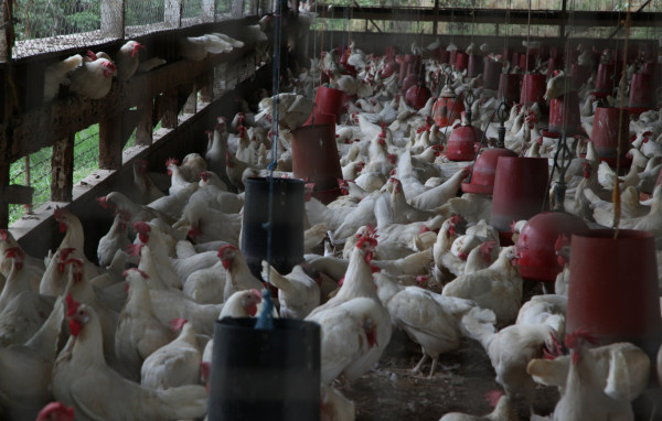 Avícolas esperan concretar certificación en enero