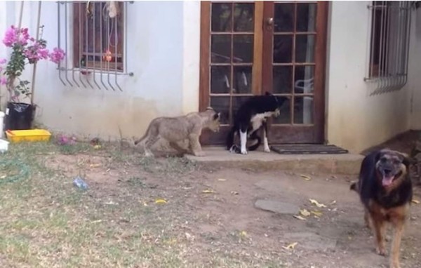 Se vuelve viral video de un cachorro león que asusta a un perrito