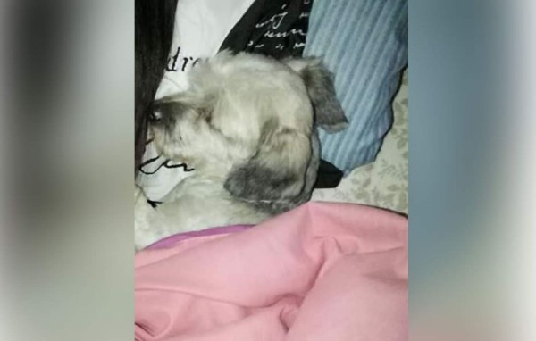 Día Internacional del perro: Cibernautas comparten fotografías de sus mascotas