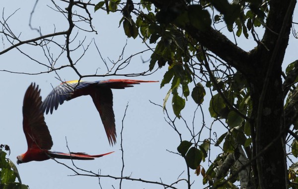 Algarabía en Copán tras liberación de 12 guaras rojas