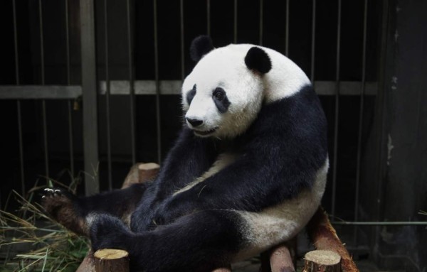 Panda finge embarazo para que le dieran más comida