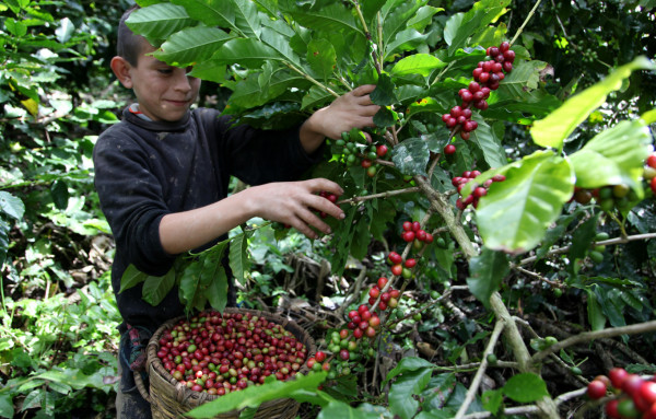 Exportación de café de Honduras cae 43.24% en octubre