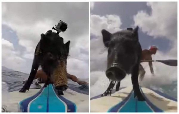 Video: 'Kama', el cerdo que surfea en Hawái
