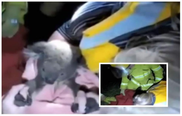 Video: Salvan a un koala haciéndole respiración boca a boca