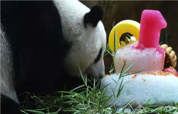 Pandas celebran cumpleaños en Kuala Lumpur