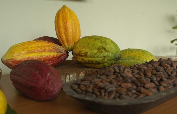 Centroamérica se unirá bajo una misma marca de cacao
