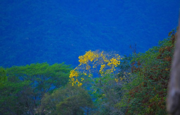 Con su espectacular floración, árboles de San Juan embellecen San Pedro Sula