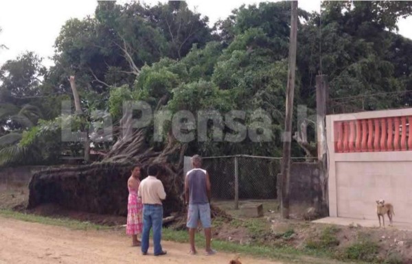 Fuertes vientos huracanados arrancaron árboles en Puerto Cortés