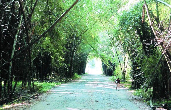 (F) Parque Nacional Lancetilla.