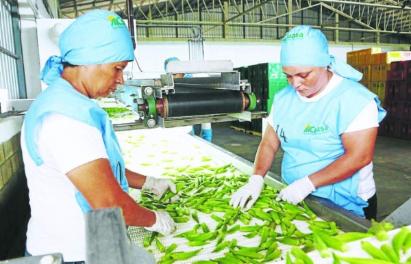 Productores hondureños de okra ven a Europa