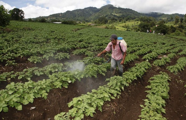 Sector agropecuario creció 4.8% durante el primer semestre