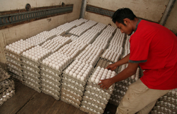 Nicaragua mantiene trabas para la importación de huevos hondureños