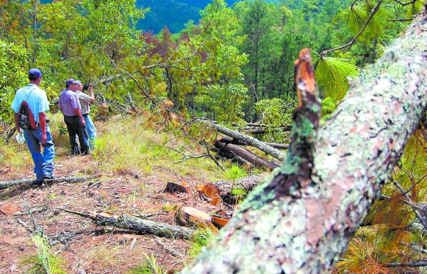 Combatirán gorgojo de pino en Honduras junto con alcaldías