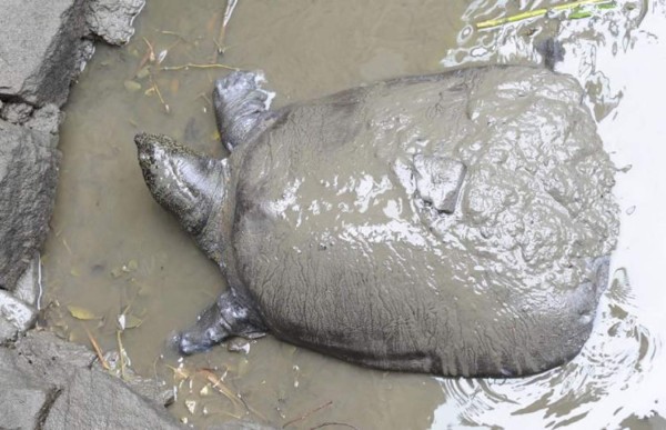 Muere la última hembra conocida de especie de tortugas en peligro de extinción