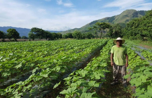 Copeco identificará zonas afectadas por sequía en 2017