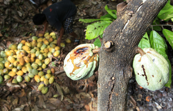 Honduras con potencial para cultivar cacao de alta calidad