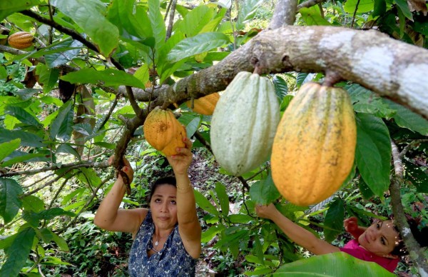 Honduras será la sede del Foro Regional de Cacao
