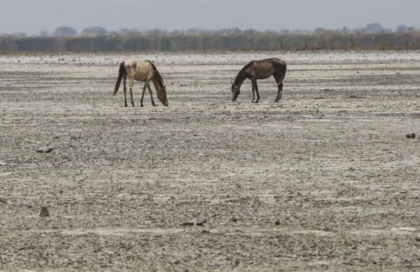 En Nicaragua buscan agua hasta debajo de las piedras por sequía