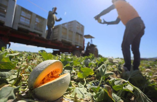 Temporada del melón cierra en baja