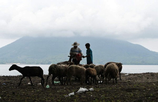 Lorenzo Aguilera and his son feed their sheep on Exposicion Island off the Pacific coast of Honduras in the Gulf of Fonseca, 100 km south of Tegucigalpa, on May 27, 2018.Aguilera, who raises sheep and cattle and farms and fishes for shrimp, is fighting an eviction order. The government of President Juan Orlando Hernandez aims to evict some 700 local people from islands in the area, in order to create 'model cities' similar to those of Singapore, under a 2013 law on Economic Development and Employment Zones. / AFP PHOTO / Orlando SIERRA