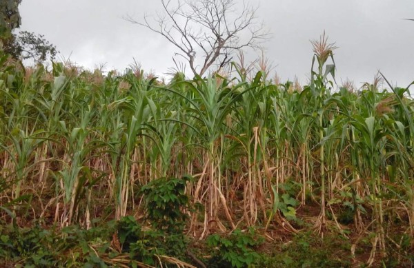 Claman ayuda en corredor seco tras perder cultivos por sequía