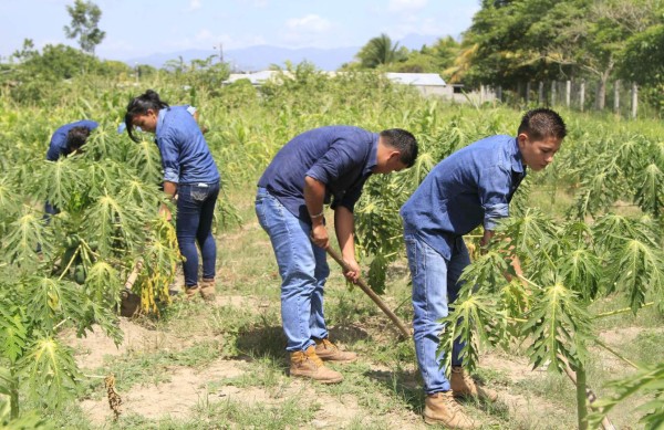 Más jóvenes de La Lima se interesan por estudiar agricultura