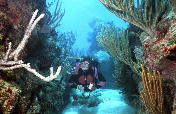 Bucear por el arrecife de coral de Roatán es fantástico.