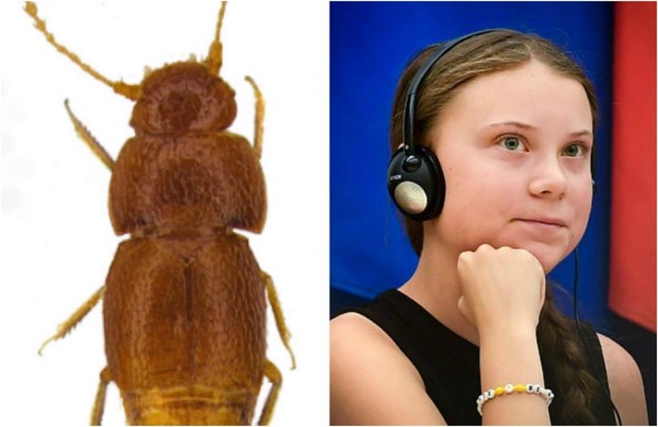 Nueva especie de insecto recibe el nombre de Greta Thunberg